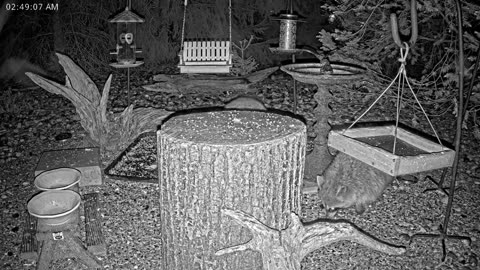 LIVE 24/7 Indiana Birds, Squirrels and Wildlife Feeder Cam