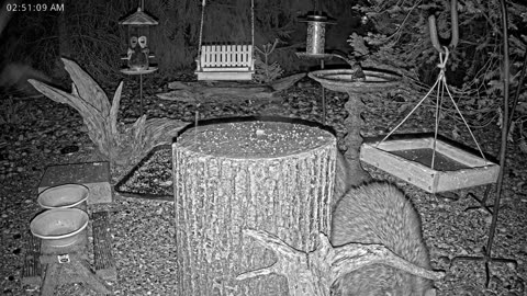 LIVE 24/7 Indiana Birds, Squirrels and Wildlife Feeder Cam