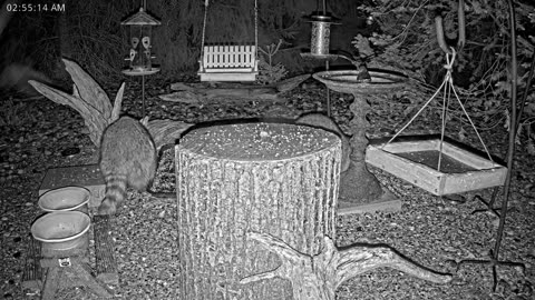 LIVE 24/7 Indiana Birds, Squirrels and Wildlife Feeder Cam