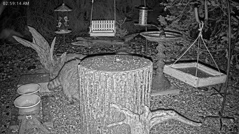 LIVE 24/7 Indiana Birds, Squirrels and Wildlife Feeder Cam