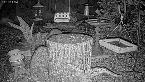 LIVE 24/7 Indiana Birds, Squirrels and Wildlife Feeder Cam