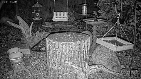LIVE 24/7 Indiana Birds, Squirrels and Wildlife Feeder Cam