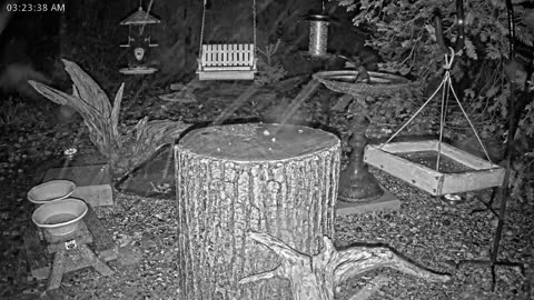 LIVE 24/7 Indiana Birds, Squirrels and Wildlife Feeder Cam