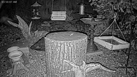 LIVE 24/7 Indiana Birds, Squirrels and Wildlife Feeder Cam
