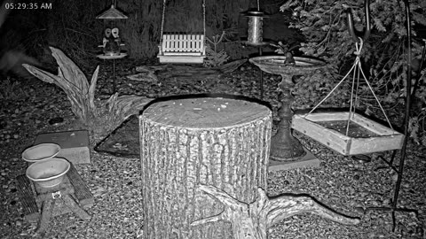 LIVE 24/7 Indiana Birds, Squirrels and Wildlife Feeder Cam