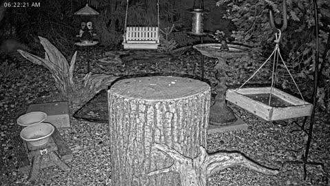 LIVE 24/7 Indiana Birds, Squirrels and Wildlife Feeder Cam