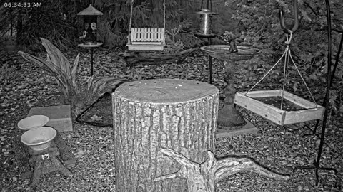 LIVE 24/7 Indiana Birds, Squirrels and Wildlife Feeder Cam