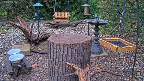 LIVE 24/7 Indiana Birds, Squirrels and Wildlife Feeder Cam