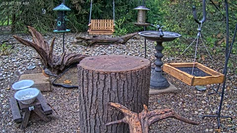 LIVE 24/7 Indiana Birds, Squirrels and Wildlife Feeder Cam