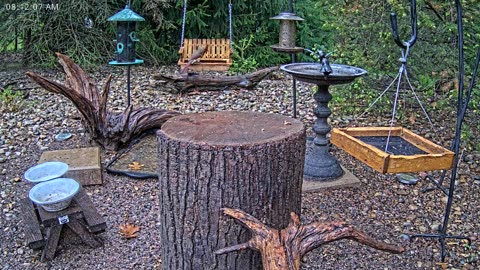 LIVE 24/7 Indiana Birds, Squirrels and Wildlife Feeder Cam