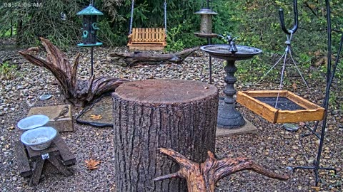 LIVE 24/7 Indiana Birds, Squirrels and Wildlife Feeder Cam
