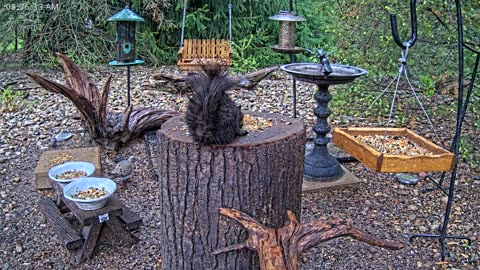 LIVE 24/7 Indiana Birds, Squirrels and Wildlife Feeder Cam