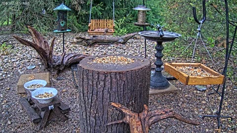 LIVE 24/7 Indiana Birds, Squirrels and Wildlife Feeder Cam