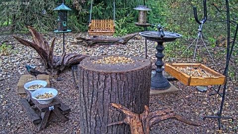 LIVE 24/7 Indiana Birds, Squirrels and Wildlife Feeder Cam