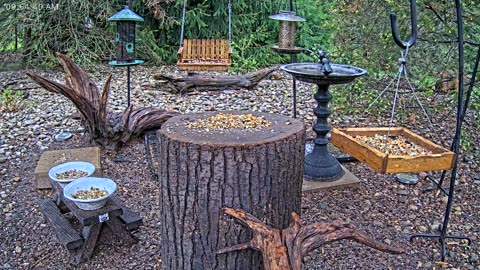 LIVE 24/7 Indiana Birds, Squirrels and Wildlife Feeder Cam