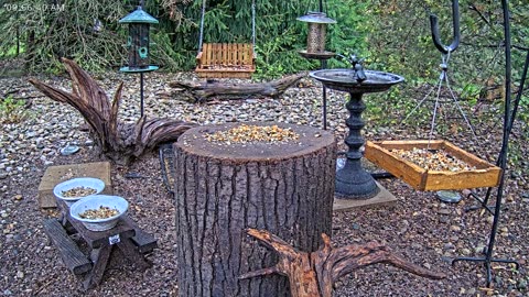 LIVE 24/7 Indiana Birds, Squirrels and Wildlife Feeder Cam