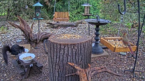 LIVE 24/7 Indiana Birds, Squirrels and Wildlife Feeder Cam