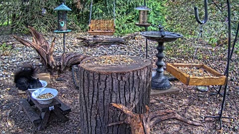 LIVE 24/7 Indiana Birds, Squirrels and Wildlife Feeder Cam