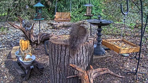 LIVE 24/7 Indiana Birds, Squirrels and Wildlife Feeder Cam