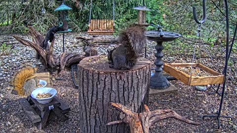 LIVE 24/7 Indiana Birds, Squirrels and Wildlife Feeder Cam