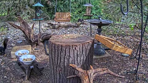 LIVE 24/7 Indiana Birds, Squirrels and Wildlife Feeder Cam