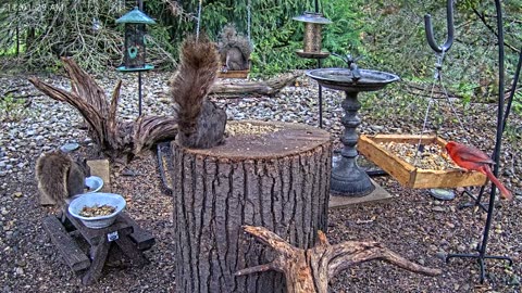 LIVE 24/7 Indiana Birds, Squirrels and Wildlife Feeder Cam