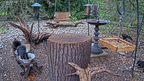 LIVE 24/7 Indiana Birds, Squirrels and Wildlife Feeder Cam
