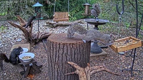 LIVE 24/7 Indiana Birds, Squirrels and Wildlife Feeder Cam