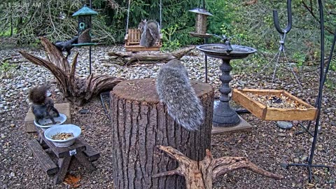 LIVE 24/7 Indiana Birds, Squirrels and Wildlife Feeder Cam