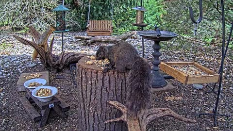 LIVE 24/7 Indiana Birds, Squirrels and Wildlife Feeder Cam