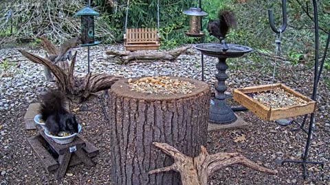 LIVE 24/7 Indiana Birds, Squirrels and Wildlife Feeder Cam