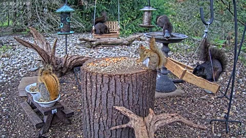 LIVE 24/7 Indiana Birds, Squirrels and Wildlife Feeder Cam