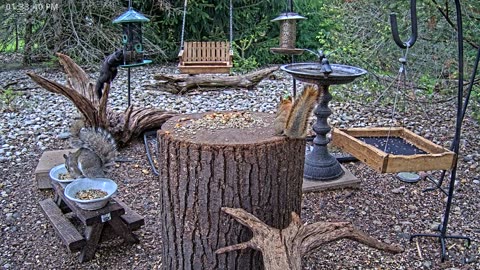 LIVE 24/7 Indiana Birds, Squirrels and Wildlife Feeder Cam
