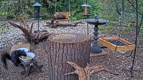 LIVE 24/7 Indiana Birds, Squirrels and Wildlife Feeder Cam