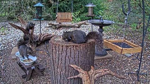 LIVE 24/7 Indiana Birds, Squirrels and Wildlife Feeder Cam