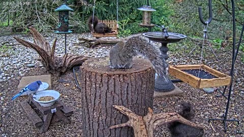 LIVE 24/7 Indiana Birds, Squirrels and Wildlife Feeder Cam