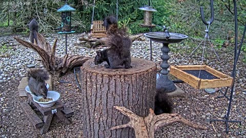 LIVE 24/7 Indiana Birds, Squirrels and Wildlife Feeder Cam