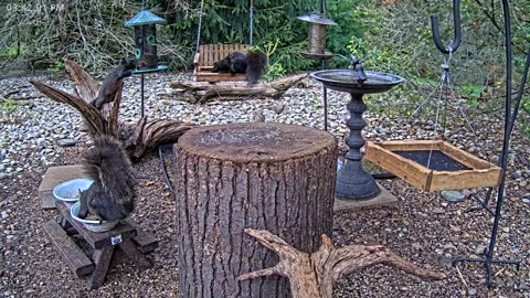 LIVE 24/7 Indiana Birds, Squirrels and Wildlife Feeder Cam
