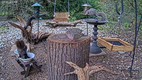 LIVE 24/7 Indiana Birds, Squirrels and Wildlife Feeder Cam