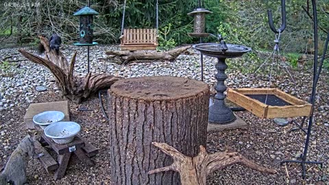 LIVE 24/7 Indiana Birds, Squirrels and Wildlife Feeder Cam