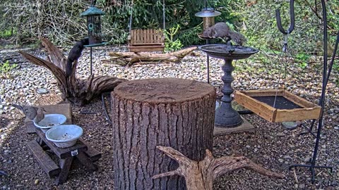 LIVE 24/7 Indiana Birds, Squirrels and Wildlife Feeder Cam