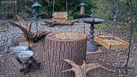LIVE 24/7 Indiana Birds, Squirrels and Wildlife Feeder Cam