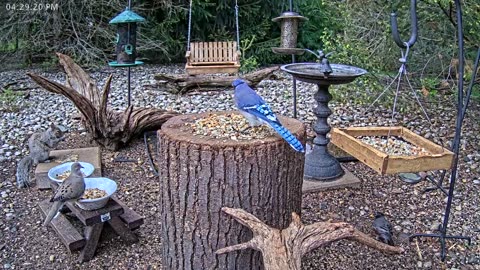 LIVE 24/7 Indiana Birds, Squirrels and Wildlife Feeder Cam