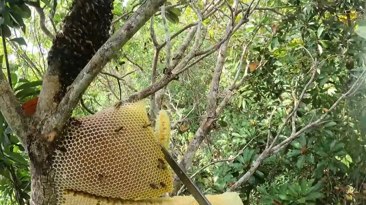 Bee keeping activities in the forest