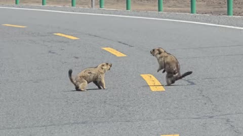 When a groundhog fight blocks the road