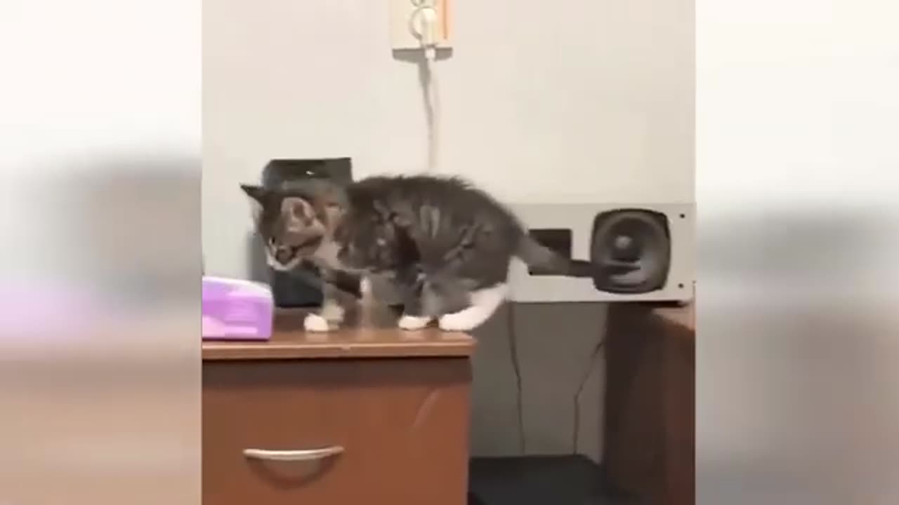 Funniest Cats and Dogs