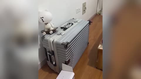 “Fails So Funny Even Dogs Laughed 🐶”
