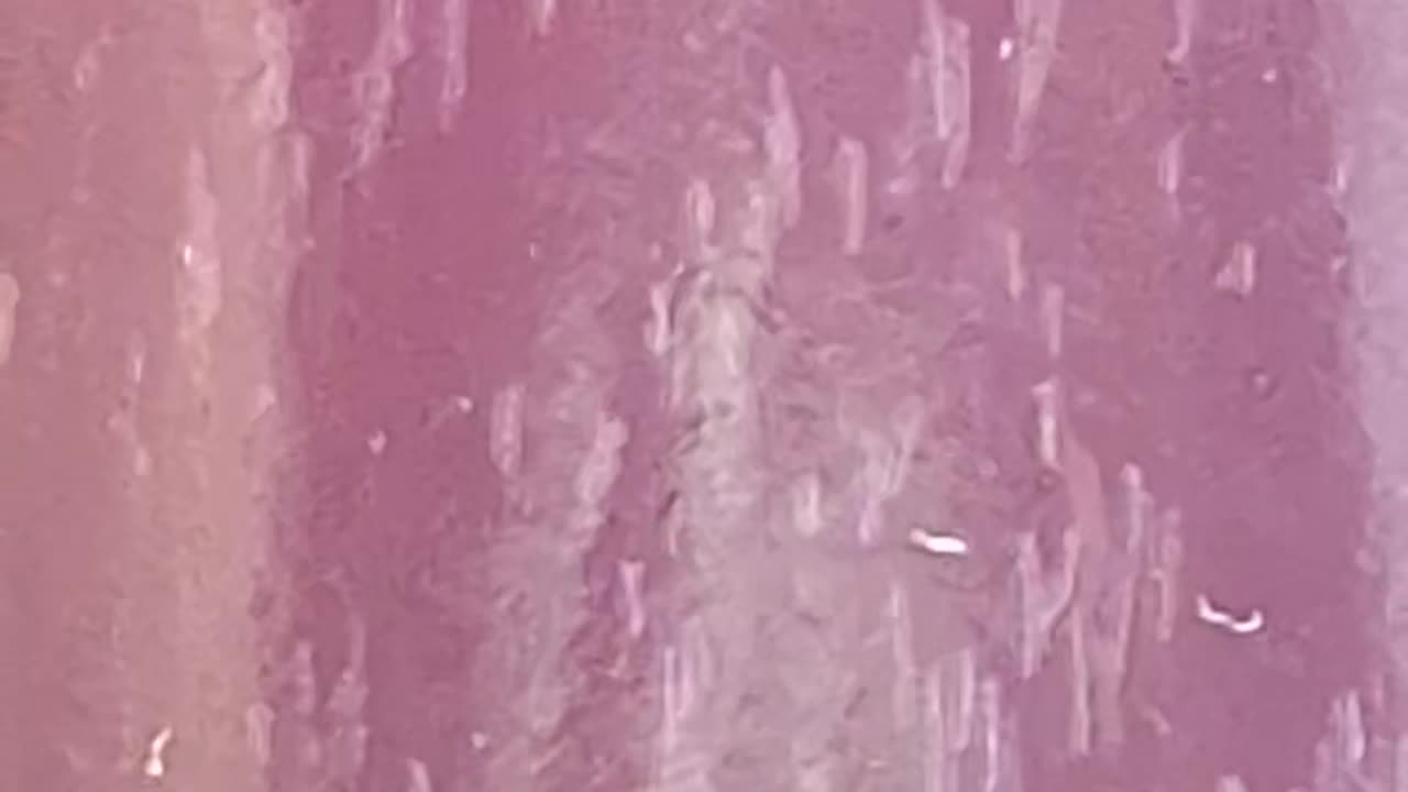 Another video of the homemade blueberry wine working