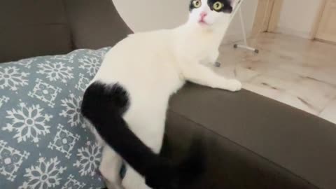 😂⚡️ This Cute Cat's Thunder Reaction Will LEAVE YOU SPEECHLESS! | FunFM