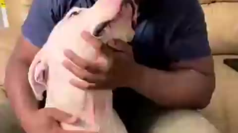 Must Watch: funny animals video #shortvideo #shorts